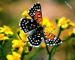 Pin On Butterfly