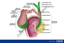 We did not find results for: Bile Anatomy Anatomy Drawing Diagram