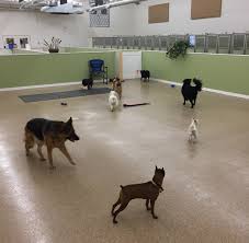 Free pontoon shuttle at check in/out. Pet Boarding Pampered Pets Grooming Pet Wash Boarding And Day Care Brainerd Lakes Baxter Minnesota