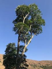 Image result for Aeollanthus serpiculoides