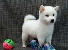 Buy now & safe 50% 100% health guarantee. Puppies For Sale Other Breed Shiba Inu Puppies Portugal Lisbon