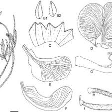 Image result for Sphenostylis