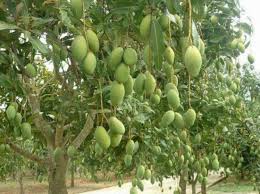Mangues Arbre Fruitier Idee Legume Legume Exotique