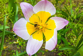 The world nature conservation day is celebrated on 28 july annually across the world. Welttag Des Naturschutzes World Nature Conservation Day 28 Juli