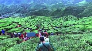 Vlog malaysia cameron valley vs ladang teh sungai palas cameron highlands malaysia the khainis. Tea Farm Ladang Teh Cameron Highland Malaysia Dji Osmo Youtube