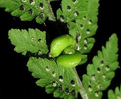 Image result for Cystopteris