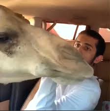 All others will be automatically removed. Passenger Freaks Out When Camels Shove Their Heads Through A Car Window As The Driver Feeds Them Daily Mail Online
