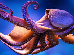 Image result for Octolepis