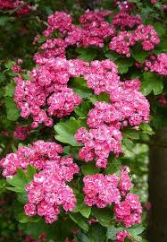 Nonetheless, under 2 percent of all herbs have been scientifically researched for medical use. State Flowers Photo Gallery Hawthorne Flower Flowers Outdoor Plants