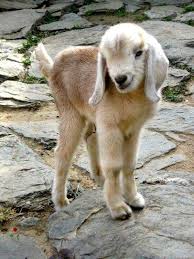 Sooo Sweet Cute Goats Cute Animals Cute Baby Animals