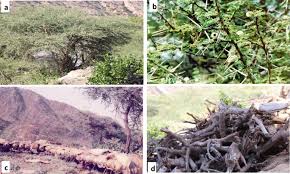 Image result for Indigastrum costatum