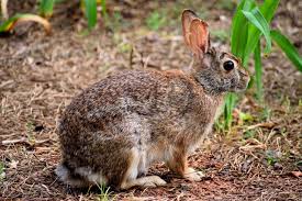 Chiar nu e o gluma! Iepurele Salbatic JoacÄƒ Gratuit Jigsaw Puzzle La Puzzle Factory