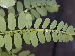 Image result for Phyllanthaceae