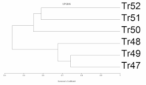 Image result for Trichopteryx marungensis