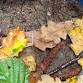 Preschooler Creative Walk in Nature event image