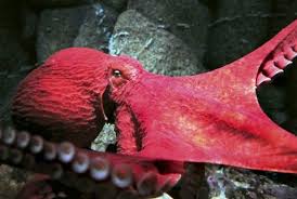 Biggest Octopus In The World Giant Pacific Octopus World S Largest Octopus Giant Pacific Octopus Marine Animals Sea Animals