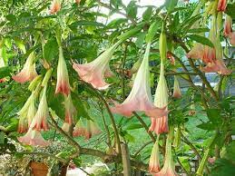 Pin On Dream Garden Inspirations