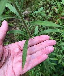 Image result for Erigeron sumatrensis