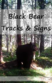 Black Bear Wildlife Tracks Signs Black Bear Bear Tracks Black Bear Hunting