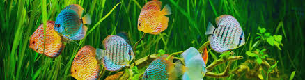 We did not find results for: Tropical Fish Care Guide Animates Pet Supplies