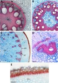 Image result for Dracaena camerooniana