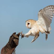 The average price for lechuza plant pots ranges from $20 to $100. Stream La Lechuza By Marisol Listen Online For Free On Soundcloud