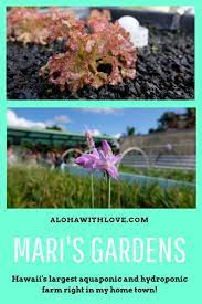 Mari S Gardens In Oahu Hawaii Is A Fabulous Facility That Houses Hawaii S Largest Aquaponic And Hydroponic Systems The Tou Aquaponics Oahu Travel Maui Travel