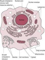 Animal cell anatomy and physiology. Introduction To Physiology Anatomy Physiology For Midwives 3 Third Edition