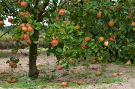 It resembles the bael fruit in shape and size. Your Guide To Fantastic Fruit Trees For Every Climate Wellbeing Com Au