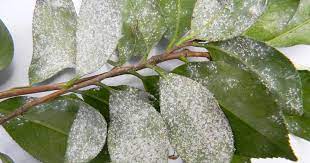 Heavy infestations can almost completely cover the bark and larger limbs and give a white, snowy appearance. The Citrus Guy Let S Tip The Scale