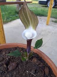 Image result for Arisaema mildbraedii
