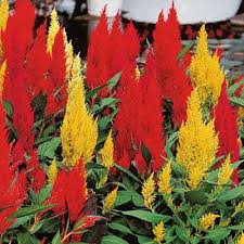 Celosia Plumosa Tall 30 Seeds Plants Flower Seeds Bedding Plants