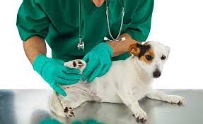 Attempting to remove your dog's skin tag is especially dangerous for dogs with diabetes as the wound may be more prone to infection, slow to heal or bleed uncontrollably. Skin Tags On Dogs What They Are And What You Can Do About Them