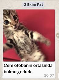 Poncik In Ilk Resmi Kedi