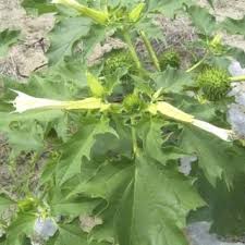 Translated by maureen gallery kovacs the modern zombie. Incidence Of Acute Datura Stramonium Poisoning By Sex Download Scientific Diagram