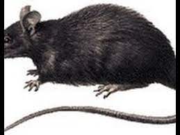 Facts About Rats And Mice Rodent Control Florida Mice Mouse Rats Roof Rat Rat Control Rodent Control Safe Pest Control