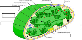 Photosynthesis 1