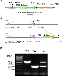 Read online or download in pdf without registration. Assessment Of Faithful Interleukin 3 Production By Novel Bicistronic Interleukin 3 Reporter Mice Sciencedirect