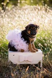 All puppies are fully vaccinated and guaranteed. German Shepherd Puppies For Sale Near Bay Area Nadelhaus German Shepherds