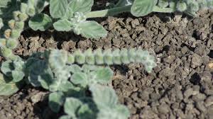 Image result for Heliotropium supinum