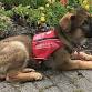 Fidelco Guide Dog Event event image