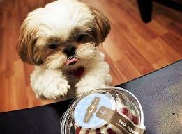 Don T Mind If I Do Shih Tzu Puppy Shih Tzu Cute Animals