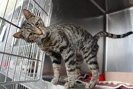 3173 hwy k68 ottawa, ks 66067 and have restructured some of our policies to better serve the community and the animals we care for. Lawrence Humane Society Nonprofit You Should Know Neon One