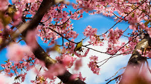 Though they've carried different meanings throughout the ages. Wallpaper Tokyo Japan Park Cherry Trees Pink Flowers Bird 1920x1080 Full Hd 2k Picture Image