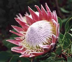 Image result for Protea rupestris