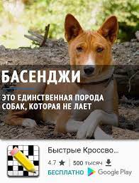 basendzhi eto edinstvennaya poroda sobak kotoraya ne laet veselye fakty interesnye fakty fakty