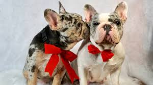 Remington is a blue tri male carries cocoa (chocolate) (ddcocoatatbb) akc registered french bulldog stud. Buy French Bulldogs Puppies In California Buy Frenchies In Florida