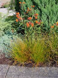 Image result for Carex conferta