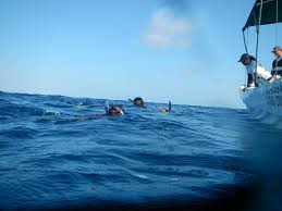 Belize S Glover S Reef Providing Refuge For New Generation Of Sea Turtles