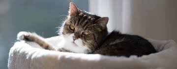 Cat Dementia: Identify Signs, Best Treatment & More | Purina